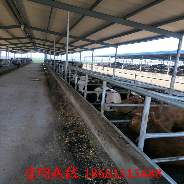 黔东南养10头牛犊一年的利润