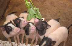 养殖巴西香猪的市场效益图片1