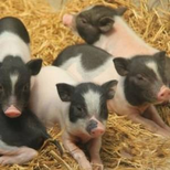 养殖巴西香猪的市场效益图片3
