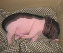 養殖巴西香豬的市場效益圖片