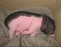 养殖巴西香猪的市场效益图片0