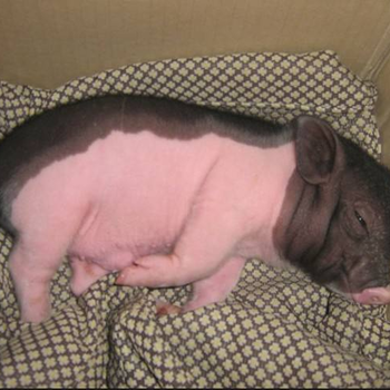 巴西香猪多少钱一斤多少钱一只
