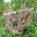 散養兔子窩建造圖山東養兔加盟回收