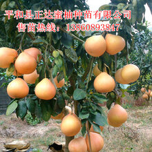 贵州100亩三红蜜柚苗已装车完毕丨发往贵州三红柚子苗哪里有丨三红蜜柚苗供应图片