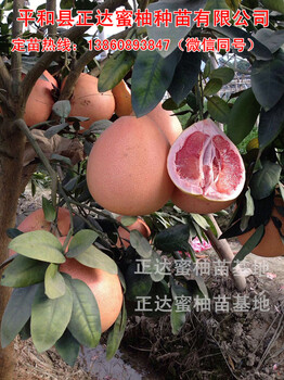 三紅蜜柚苗果質(zhì)好丨選購(gòu)三紅柚子苗方法丨哪里有三紅蜜柚苗出售