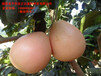 四川长期供应三红蜜柚苗丨四川蜜柚苗哪里有丨三红蜜柚苗在四川扩种