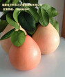 我想再贵州种三红蜜柚苗，请问附近哪里有三红蜜柚苗买图片