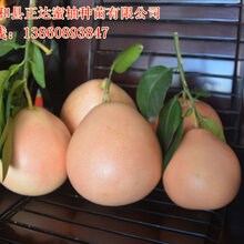 福建三红蜜柚苗哪里有出售丨福建哪里有三红蜜柚苗丨福建蜜柚苗图片