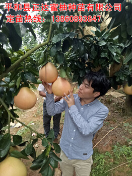 谁说贵州不能种植三红蜜柚果树的丨贵州种植三红蜜柚苗大丰收丨贵州蜜柚苗种植的行距
