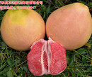 四川三红柚子苗种植技术丨三红蜜柚苗在四川种植要注意哪些要点丨四川三红蜜柚苗