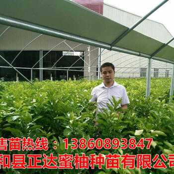 新的三紅蜜柚苗價格多少？貴州何處有售三紅蜜柚苗果樹