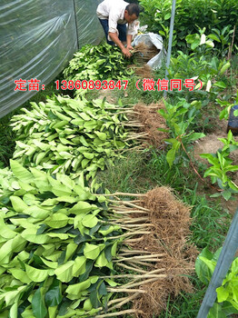 搜索三紅蜜柚苗價格，找到福建三紅蜜柚苗批發(fā)商