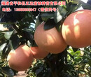 湖南三红蜜柚苗多少钱，跟谁买蜜柚苗品种可靠