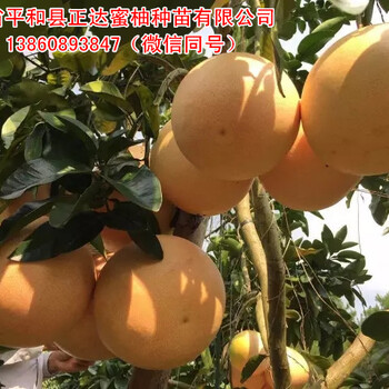 今年三红蜜柚苗质量比往年更好，正达三红柚子苗贵州有卖