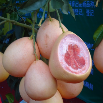 三红蜜柚苗价格如何，哪里有三红柚子果树苗出售