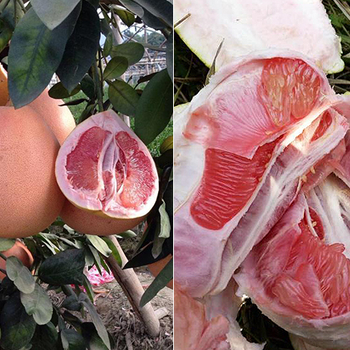 金品三紅蜜柚苗哪里有出售田園種植好項目