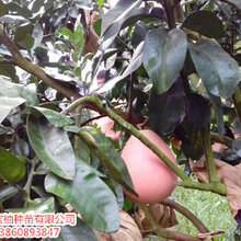 哪里有三红蜜柚苗有带刺吗三红蜜柚苗木基地大面积哪里有图片