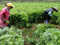 广西良种杉木苗预定速生杉木苗批发供应价格杉木苗种植造林技术图片2