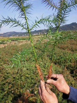 广西速生杉树苗批发供应良种杉树苗预定价格杉树苗造林种植技术