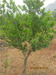 石榴树，枣庄石榴树，15公分，18公分，20公分，25公分，30公分石榴树图片