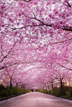 张家港日语培训班多少钱-哪家好-日本樱花有多美