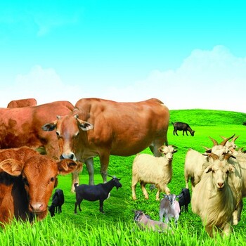 如何降低牛羊养殖成本，牛羊增肥催肥药，牛羊催肥用什么药好