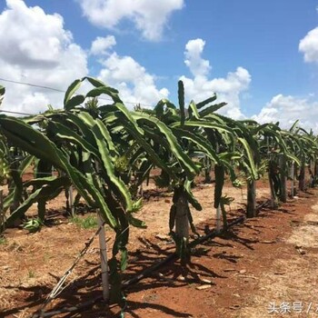 江西都昌县亿碧源智慧农业水泵批发代理