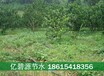 四川广元剑阁县优质砂糖桔灌溉管规格型号参数表