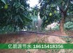 四川绵阳涪城区砂糖桔果树滴灌灌溉系统安装方法