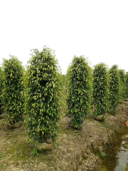 黃埔區(qū)文沖供應(yīng)紅背桂、鴨腳木、大紅花、勒杜鵑、黃金葉