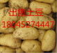 土豆价格、厂家批发、湖南土豆种子供应商