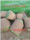 遼寧遼陽草坪灌木今年價(jià)位哪家便宜自己家種草坪質(zhì)量好