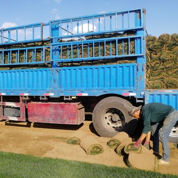 辽宁沈阳吉林草坪卖别墅庭院草秦皇岛季节价格便宜