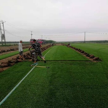 辽宁草坪适合企业居住小区别墅道路内蒙古吉林秦皇岛卖