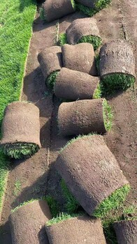 辽宁草坪苗圃种植沈阳大连早熟禾耐寒吉林长春哪卖