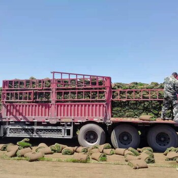 辽宁辽阳草坪哪多沈阳草坪价格哪卖吉林唐山大连电话