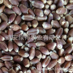 营养保健品种-紫麦1号黑小麦种子产量高营养好