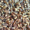 高产农大876富硒黑小麦种子产量高