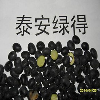 高产黑大豆种子青仁乌豆种子投入少效益高管理简便