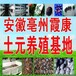 防止土元螨虫的6大措施安庆土元养殖
