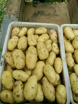 山東土豆基地供應(yīng)荷蘭十五土豆價(jià)格