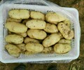 哪里的土豆價格低哪里批發土豆