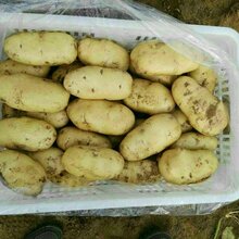 哪里的土豆价格低哪里批发土豆图片