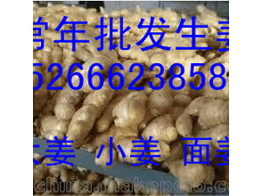 哪里的姜种好价格便宜图片
