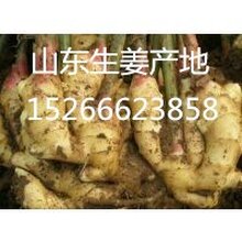 山东鲜姜价格大姜价格图片