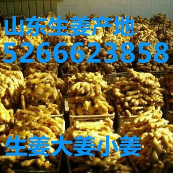 今日大姜價(jià)格山東生姜小姜面姜批發(fā)價(jià)格