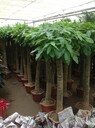 專業(yè)花卉綠植租賃、專業(yè)花卉綠植租擺出租商家，北京專業(yè)花卉綠植服務(wù)公司