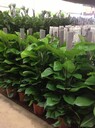 豐臺區(qū)總部基地花卉租擺、總部基地綠植租賃服務(wù)