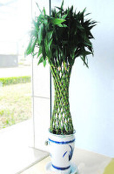 北京亮馬橋綠植花卉租擺公司