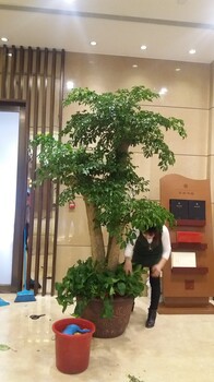 北京花卉绿植租赁租摆服务公司